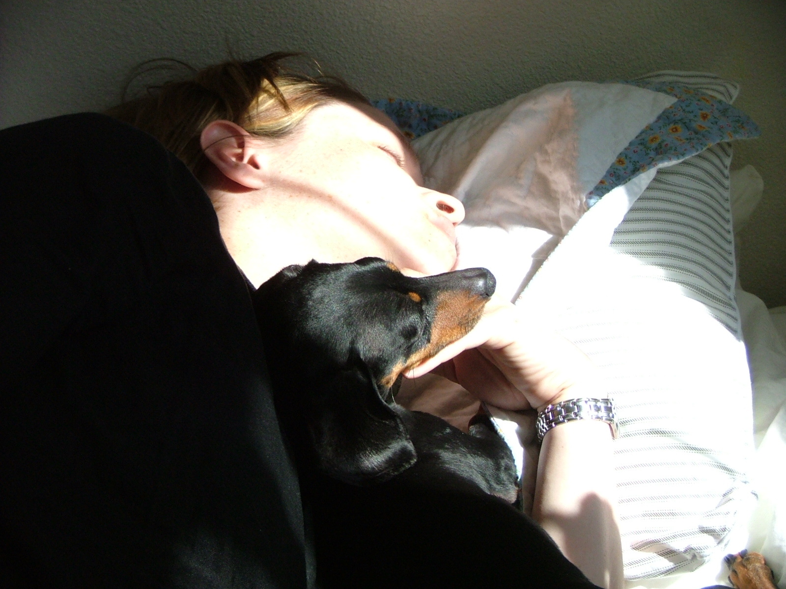 강아지 침대 점령 관련 사진