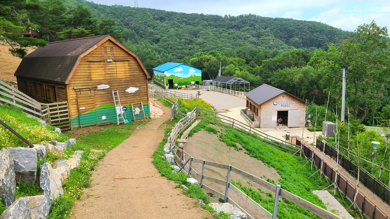 대관령-순수양떼목장