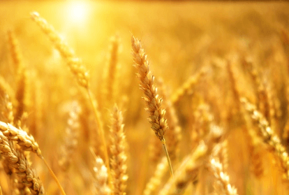 2024년 공익직불금 지급시기 신청방법 알아보는 농민과 관련된 농작물 사진