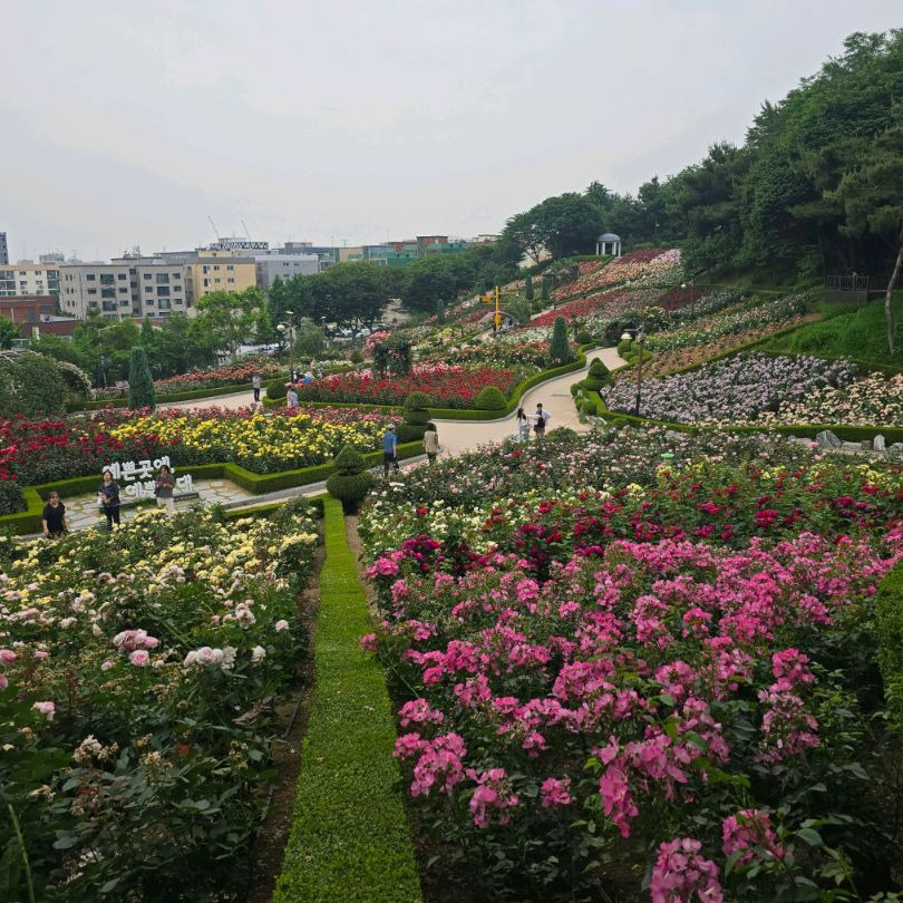 부천백만송이장미원