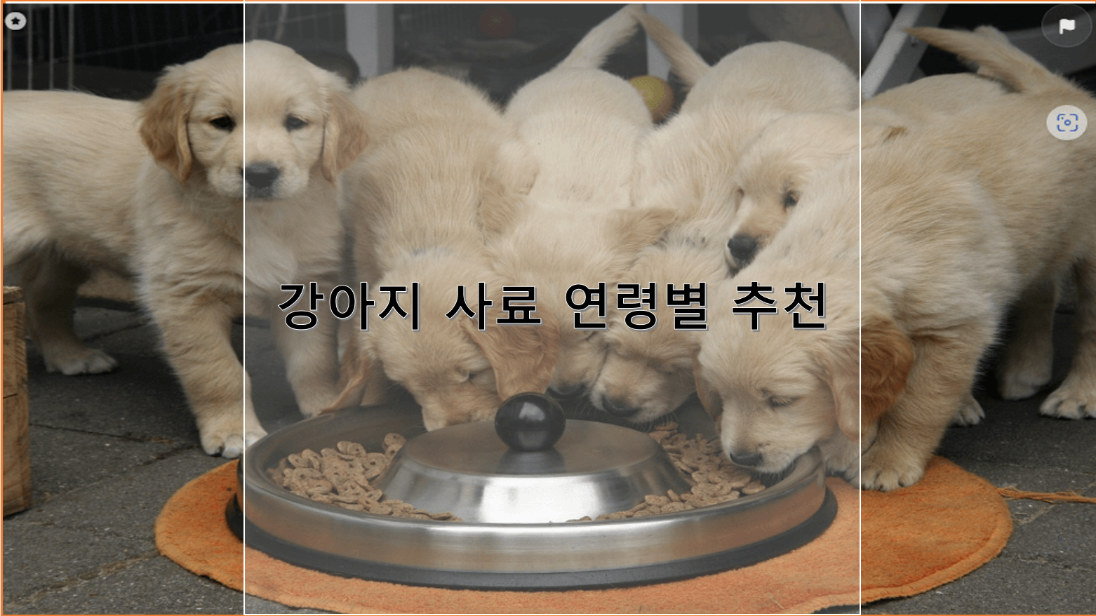 강아지 사료 연령별 추천