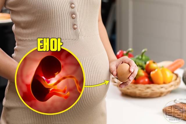 매일 계란 2개 효능,임신 태아