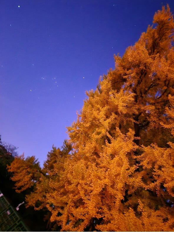 원주 반계리은행나무 당일치기 여행