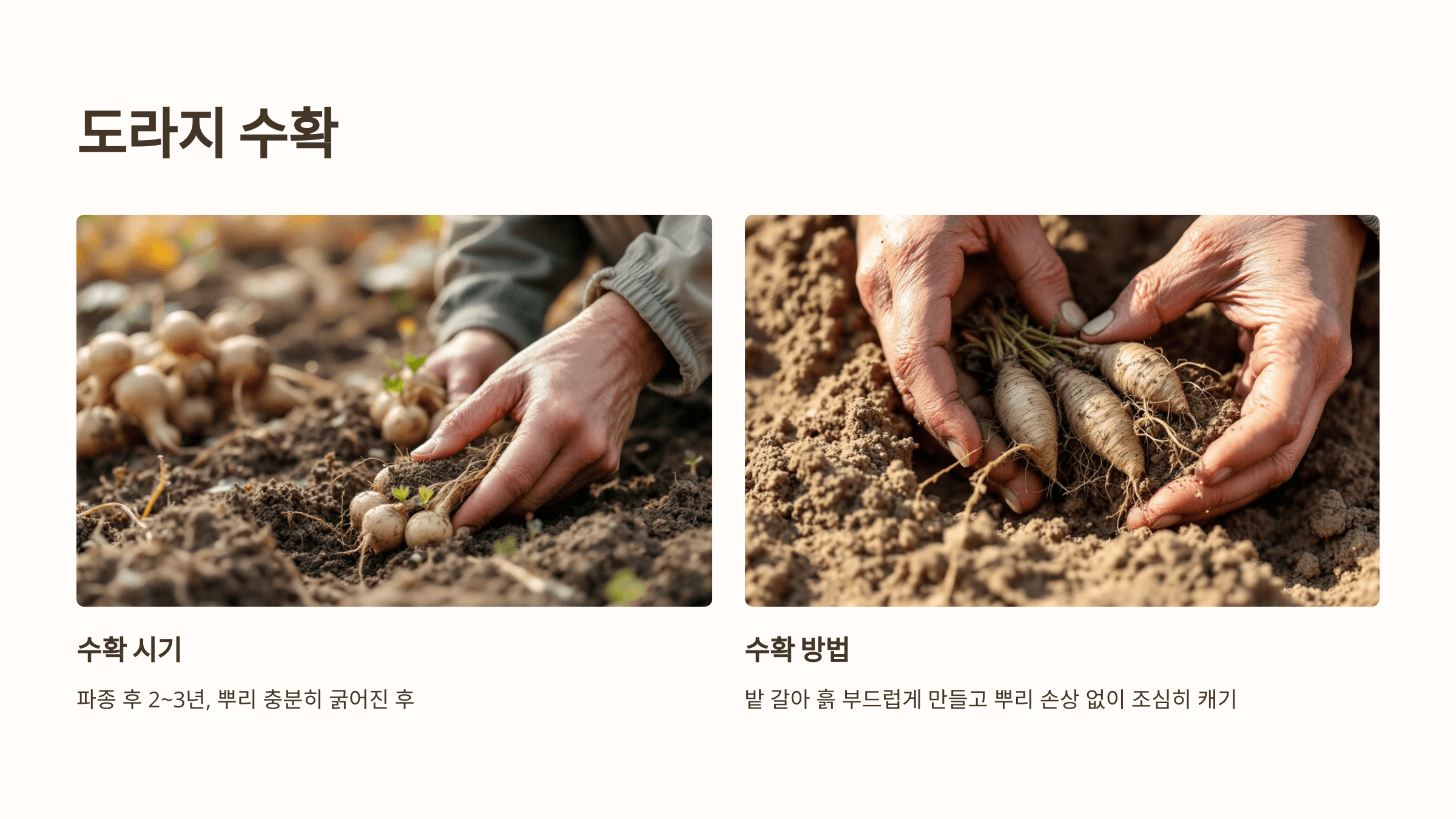 도라지 사진입니다.