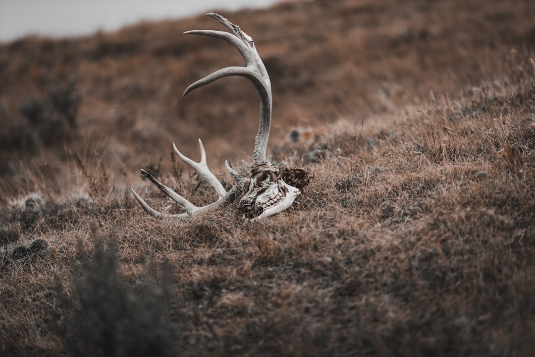 Deer antler