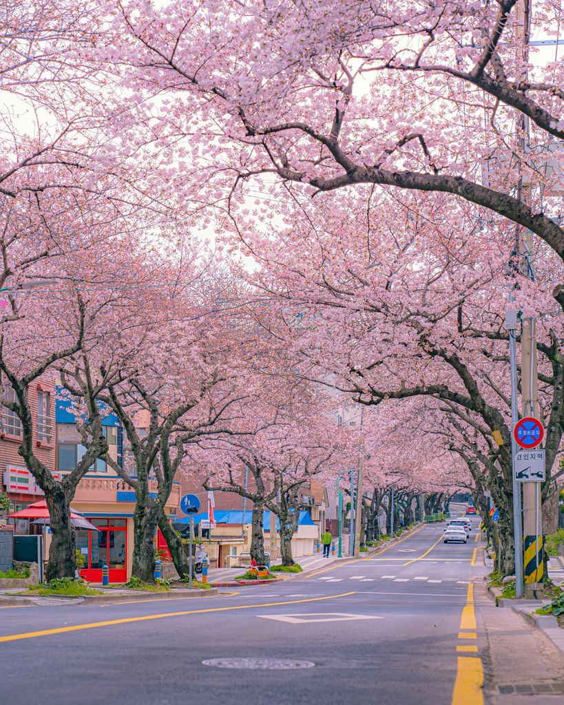 2025년 대한민국 벚꽃 명소 BEST 10 ❘ 전국 벚꽃 여행 추천