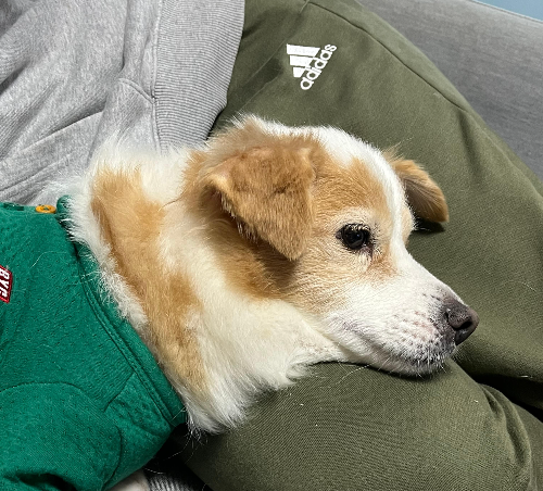 면역력 강화 방법, byc 반려견 옷