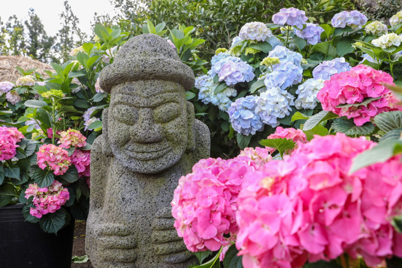 휴애리 여름 수국 축제