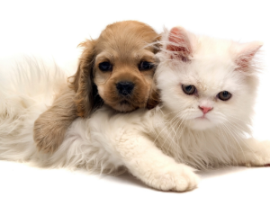 강아지와 고양이 합사 하는 방법