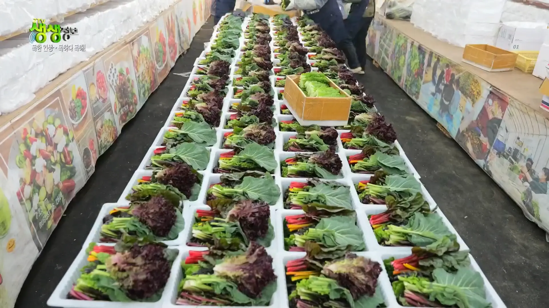 양주농부 이범석 쌈채소 주문하는곳 온라인 주문