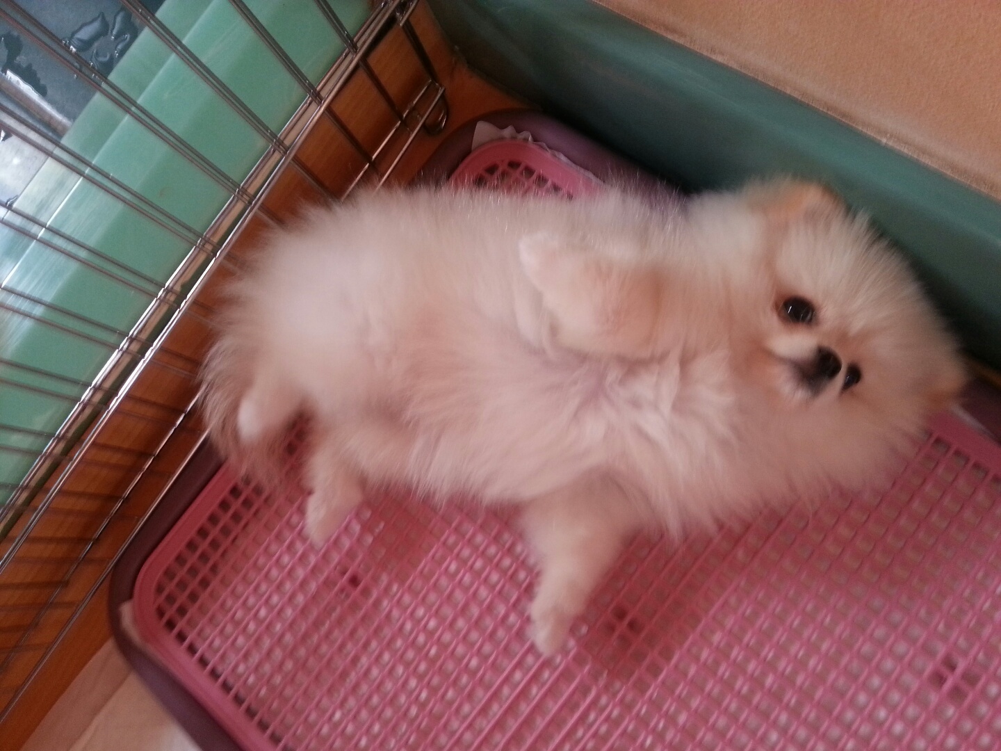 강아지 재채기 하는 이유 7가지 : 멈추는 방법