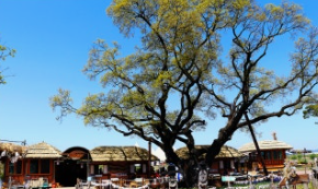 한국일보 주체 대구미스코리아 사문진 행사