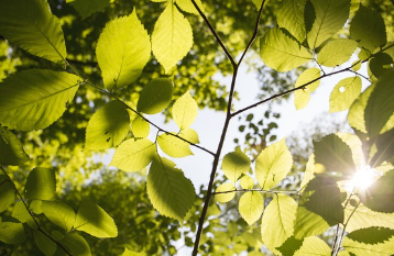 [2025 삼복날 건강관리] 초복 중복 말복 제대로 챙기는 법!