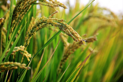 고성군 로컬푸드 직매장: 지방소도시 생활 혜택