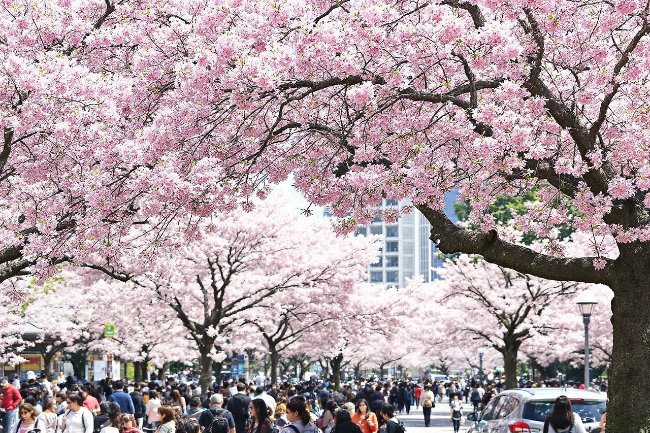 벚꽃이 만개한 모습