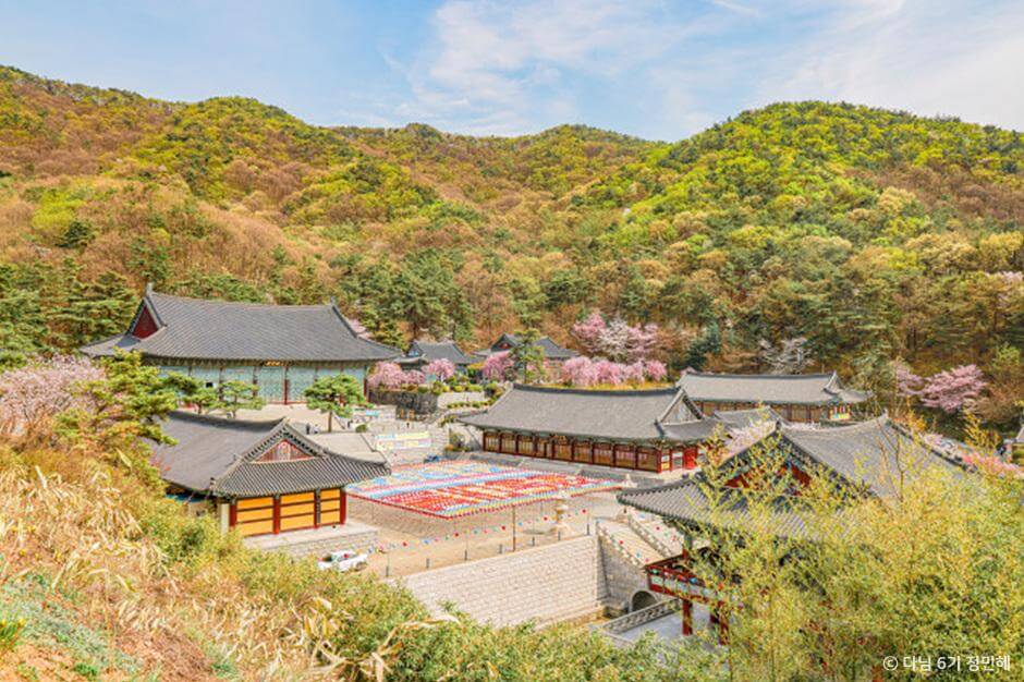 2024 벚꽃 개화시기