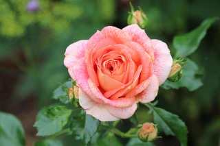 곡성세계장미축제