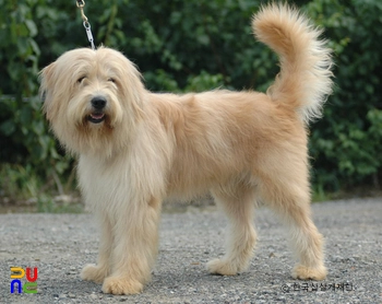 토종견 삽살개의 모습 (사진)