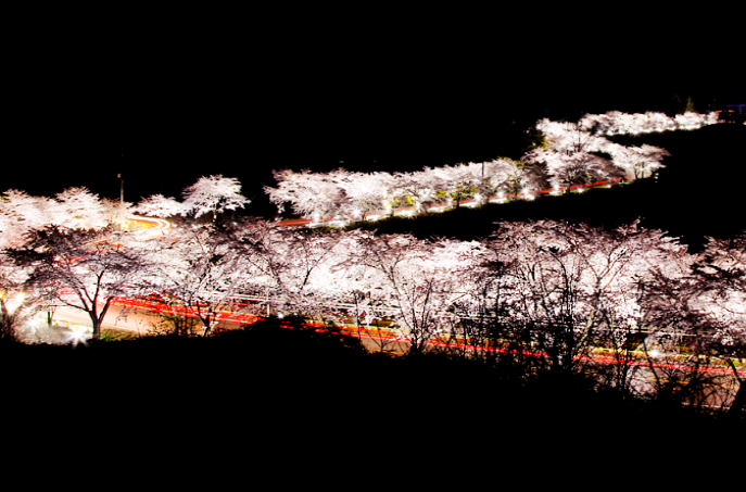 2026 제천청풍호벚꽃축제 프로그램 일정