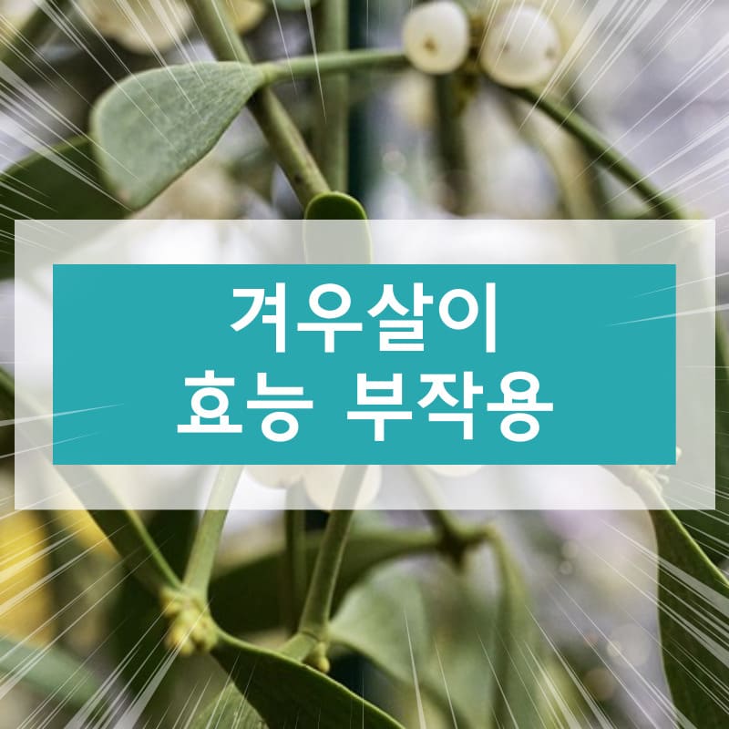 겨우살이 효능 부작용