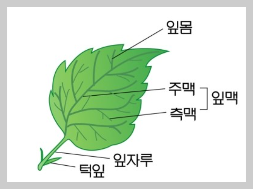 잎의 외형적 구조