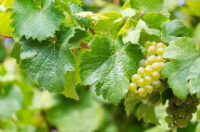 리슬링 에곤 뮬러 (Egon Müller Riesling) – 독일 최고의 귀족 와인