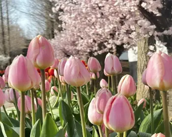 피나클랜드 튤립 수선화 축제_14