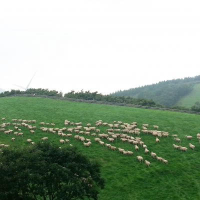 국내 겨울 여행지 평창 양떼목장
