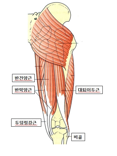 슬괵근 부상: 원인, 증상 및 치료법