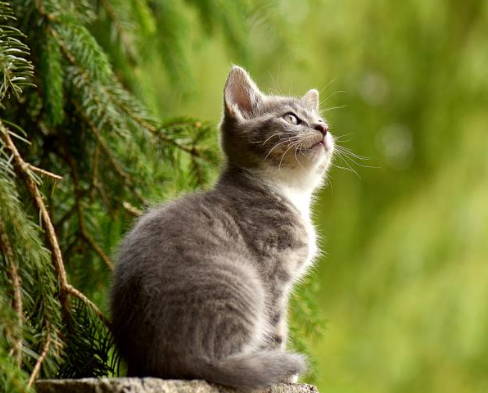 고양이스트레스