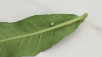 화분 깍지벌레 제거 면봉닦기 알코올희석 분무 재발방지 체크_9