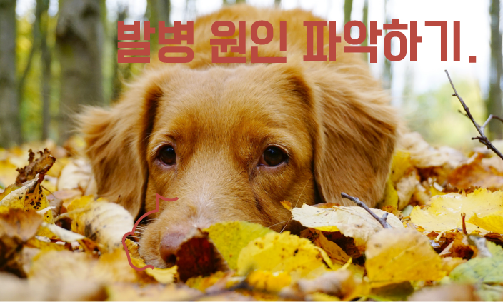 쿠싱증후군