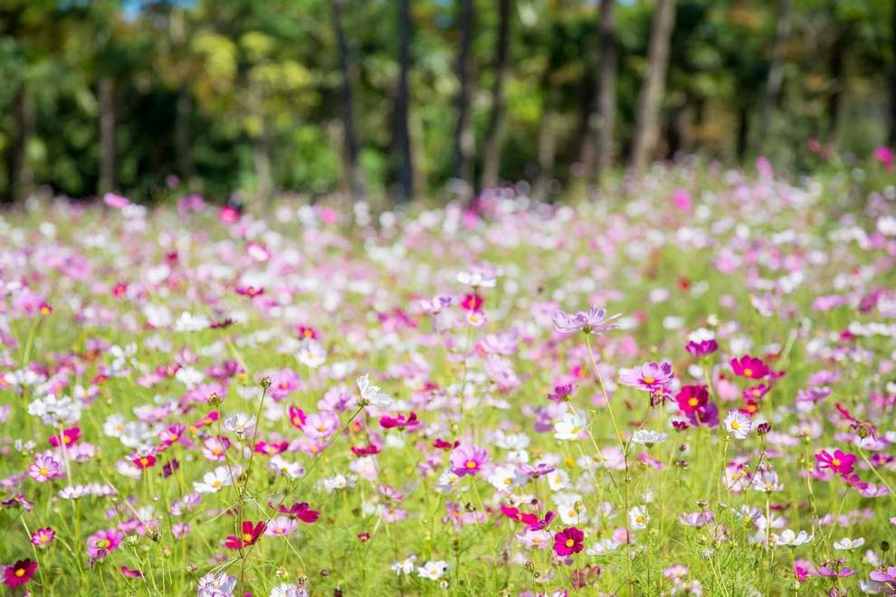 한림공원 부겐빌레아 축제