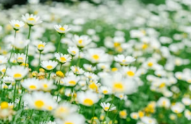 2024년 여의도봄꽃축제 최신정보