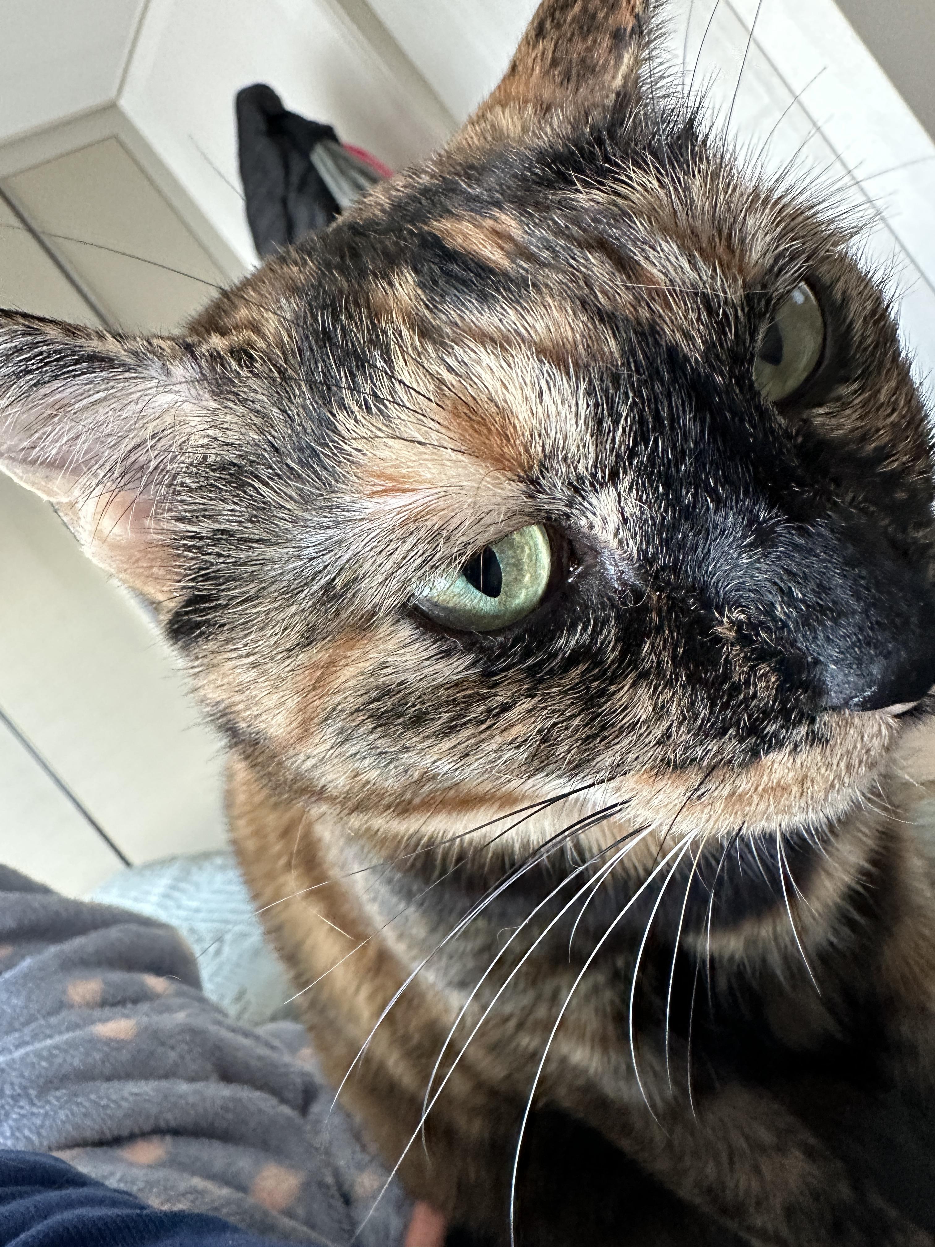 사랑이의 요즘 아침 루틴 (feat.집사 배에 꾹꾹이 하는 고양이)