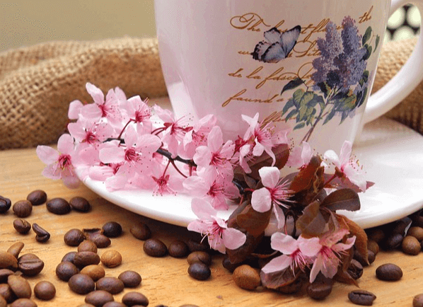 하얀 컵에 커피가 있고 그 앞에는 연분홍색 벚꽃들과 갈색 커피콩들이 있다.
