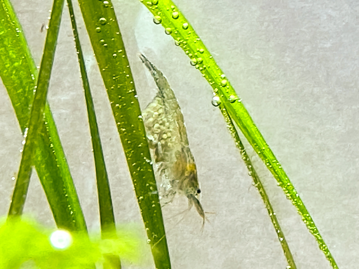 생이새우 알굴리기