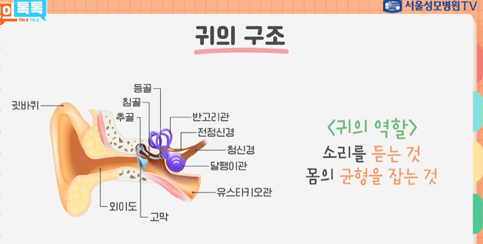 귀의구조-서재현교수