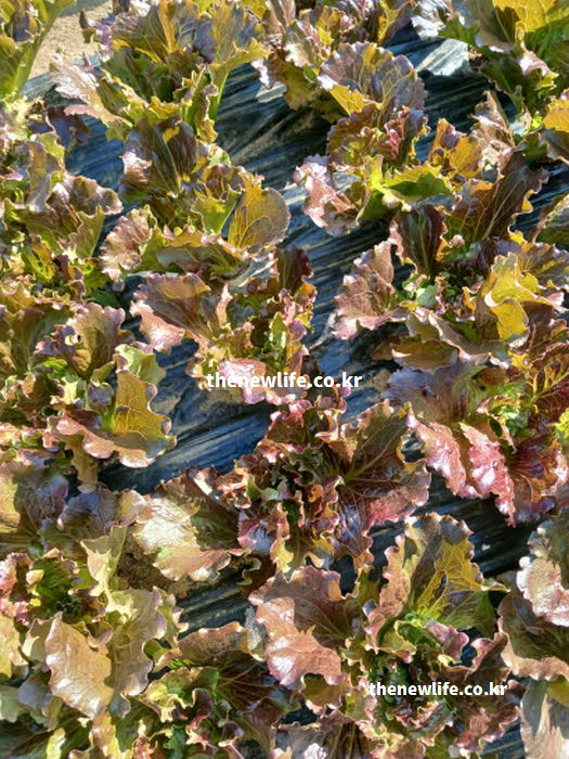 흥분된 신경을 가라앉히고 긴장을 완화하는 진정 효과가 있는 상추