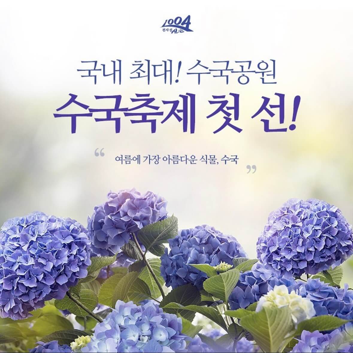 도초도 수국축제