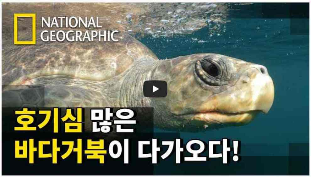 거북이