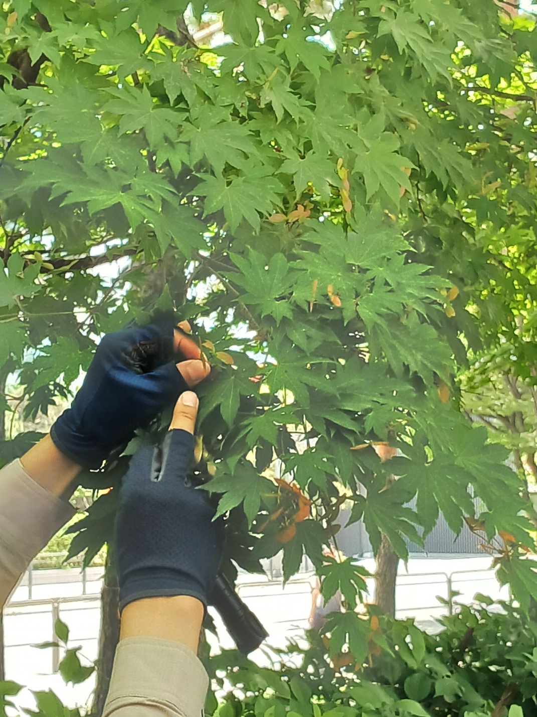 단풍나무-진료하기