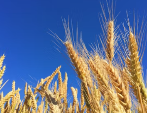 양곡법이란 양곡법 개정안 거부 이유 쟁점 내용 뜻