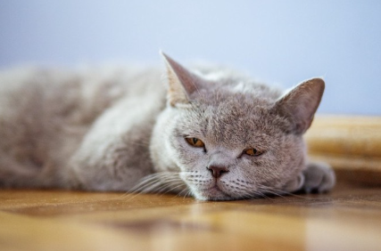 몸이 안 좋아 보이는 고양이.