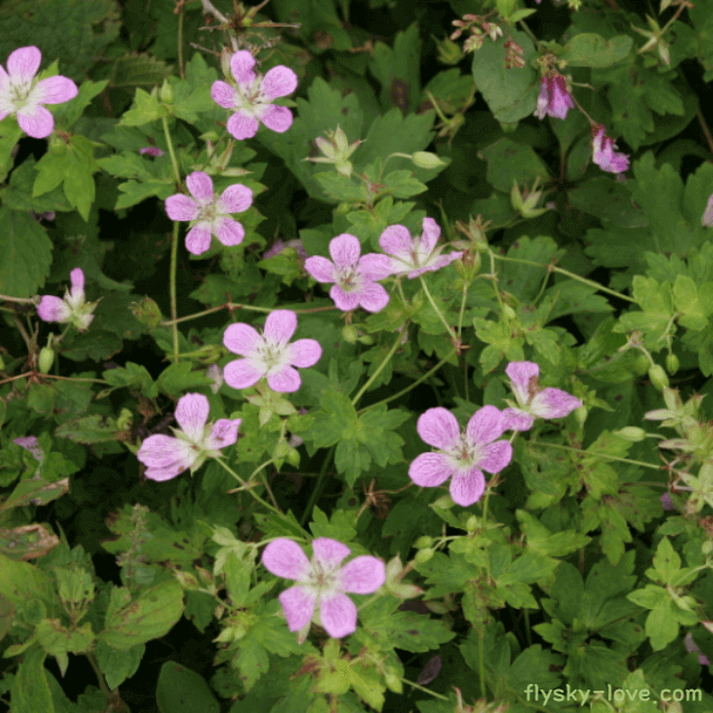 천연지사제 이질풀