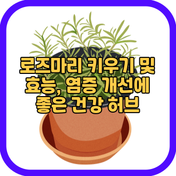 로즈마리 키우기 및 효능&#44; 염증 개선에 좋은 건강 허브