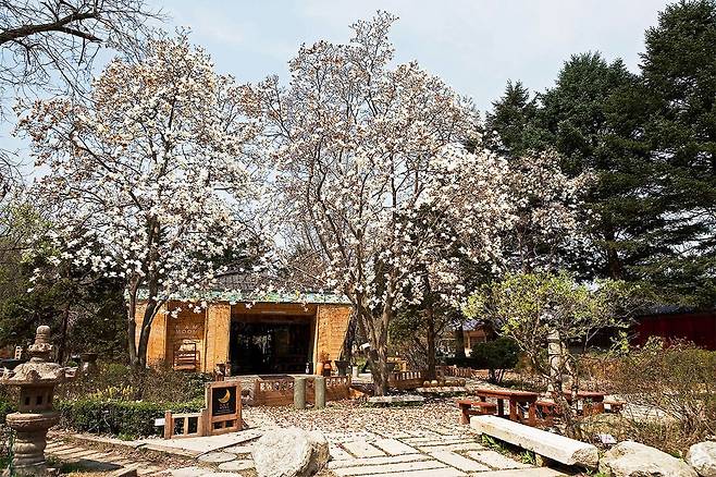 남이섬 – 한류 감성과 자연이 어우러진 핫플레이스