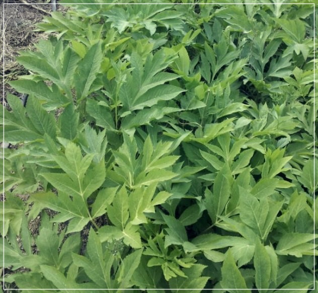 당귀차 효능 만드는 법 부작용 알아보기