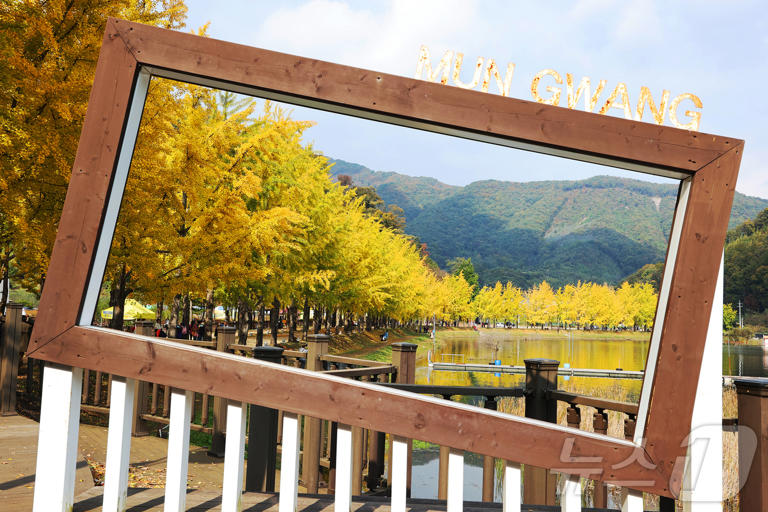 문광저수지 은행나무길12