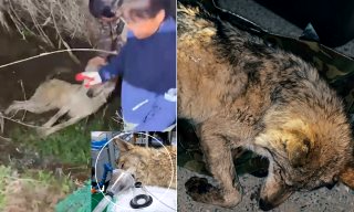 늑구 포획 성공 마취총 생포 건강상태(영상)